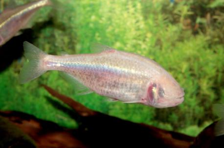 Arkansas: Ozark cavefish - These endangered and nearly translucent cave dwellers live most or all of their lives in total darkness. But they're blind because they lack eyes altogether and therefore use sense organs to detect movement in the water and find food. Very little is known about their reproductive habits, but the U.S. Fish & Wildlife Service and the Missouri Department of Conservation suspect that spring floods get them in the mood for making whoopee. Have you heard of this animal before this survey?