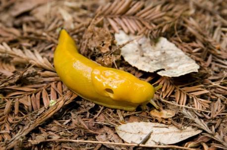 California: Banana slug - The sex life of these gooey, yellow mollusks is even more bizarre than their coloring or the fact that they inch down from high tree branches on thin strands of slime in much the same way as spiders utilize their webbing. For starters, according to a 1916 paper by Stanford University zoology professor Harold Heath, they are hermaphrodites. Two, a slug penis, which emerges from its head, can be as long as its entire body. That makes for some of the largest male genitalia of any species in proportion to its overall size. Three, reproductive sessions last hours and sometimes end in apophallation, which is when a banana slug gnaws off and eats its partner's privates. They do not grow back. Have you heard of this animal before this survey?