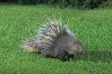 Oregon: Porcupine - Generally found in the eastern half of the state and occasionally west of the Cascade Mountains according to OregonLive.com, it is best not to mess with porcupines. Covered in up to 30,000 sharp, barbed quills they use for defense, studies show the large, slow rodents are intelligent, able to learn, and have long memories, especially of mistreatment according to National Geographic. If rattling their quills doesn't scare off predators, they will ram backward into them as the quills cannot be shot out of the body. They do however grow back over time. They don't ask for trouble and are herbivores, but have been seen chewing on animal bones to sharpen their teeth and intake minerals like salt and calcium to stay healthy. Have you heard of this animal before this survey?