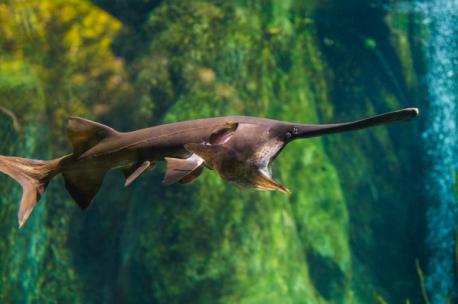 Pennsylvania: American paddlefish - Don't call it a comeback. The paddlefish has been here for years—since the Paleozoic era (300 to 400 million years ago) to be precise. Fossil evidence of this long-snouted filter-feeding fish is millions of years old. The paddle, which is longer than the rest of its head and flat on the top and bottom, might be a touch organ or it may help stabilize the fish when its jaw is extended. Strangely, young paddlefish do not have the trademark rostrum. They also have teeth while the adult versions, which can weigh more than 200 pounds, do not. Have you heard of this animal before this survey?