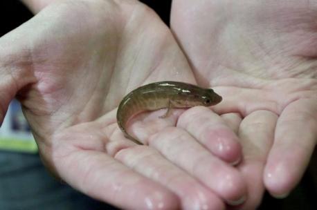 Rhode Island: Northern snakehead - National Geographic warns about the perils of ignoring this aggressive invasive fish with reptilian coloring, razor-sharp teeth that can tear human flesh, ravenous appetites, and an ability to be amphibious. That's right, these bad boys cannot only survive on land for three days using a primitive lung above their gills, they can walk on it by rhythmically swinging their muscular bodies and fins back and forth. Also a problem: snakeheads reach sexual maturity by two or three, mate up to five times a year, and can release 15,000 eggs at once. Have you heard of this animal before this survey?