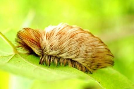 West Virginia: Puss caterpillar - Looks can kill in the case of these wooly slugs. It may look furry and soft, but the long brown silky hairs of the puss caterpillar hide hollow poisonous spines that can cause intense pain, swelling, itchy rash, anxiety, fever, muscle cramps, swollen glands, and vomiting, according to the University of Michigan. This makes them the most poisonous caterpillars in the United States. Have you heard of this animal before this survey?