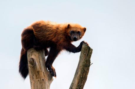 Wyoming: Wolverine - No, Hugh Jackman doesn't finish out the list. I'm talking about the largest terrestrial member of the Mustelid family with its broad head, beady eyes, and minor underbite. These beasts are survivors adapted to take on polar vortexes with no need to hibernate thanks to their dark oily fur that withstands frost. Wide feet act like natural snowshoes and upper molars at the backs of their mouths are rotated 90 degrees to allow them to rip meat from frozen-solid carrion. They also have the energy to travel some 15 miles a day in search of food and females practice embryonic diapause, a delayed implantation of the embryo to the uterus months after breeding. Interestingly, when their bundles of joy finally make an appearance, they are pure white. Have you heard of this animal before this survey?