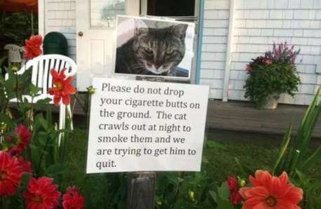 Honestly, dropping your cigarette butts anywhere that isn't a trash can is pretty gross. But rather than getting angry about the littering on their lawn, these homeowners decided to find the humor in the situation. Do you have a cat?