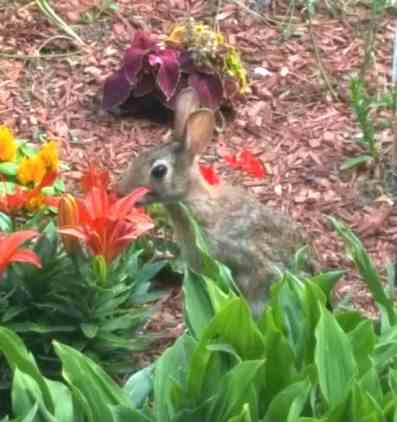 I have lots of rabbits that I regularly see in my flower garden. Do you see a lot of rabbits where you live?