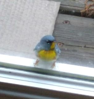I recently saw this Nothern Parula Warbler tapping on my window (apparently seeing his reflection in the glass). Have you seen birds landing on your windows?