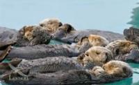 Did you know that Sea Otters hold hands while they sleep?