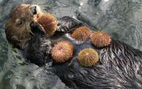 They are carnivorous and eat all sorts of marine life such as fish, clams, crabs, sea urchins, abalone, octopus, shellfish and other marine invertebrates. Did you know Sea Otters eat on their backs and use their belly as a table?